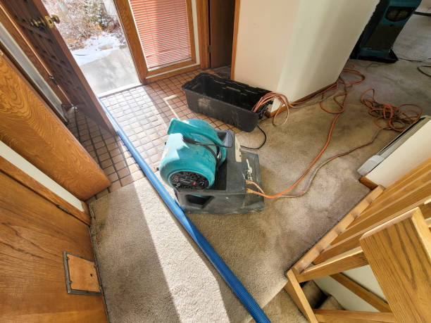 Best Carpet water damage restoration  in Lton, IN